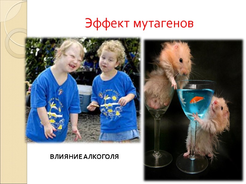 Эффект мутагенов ВЛИЯНИЕ АЛКОГОЛЯ